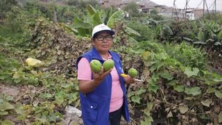 Gregoria Flores, agricultora: “Los huertos urbanos han mejorado nuestra calidad de vida”