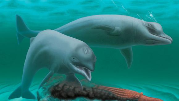 Nueva especie de delfín es descubierta sin dientes. (AFP)