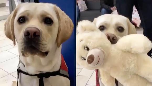 El adorable can visitó una tienda donde pudo escoger las partes para confeccionar su nuevo juguete favorito. (Foto: service.dog.mushu en Instagram)