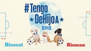 Copa América 2021: Una docena de perros y gatos buscan nuevo hogar con esta creativa campaña