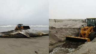 Lambayeque: Entierran cadáver de ballena jorobada de 11 toneladas que varó en playa de Mórrope