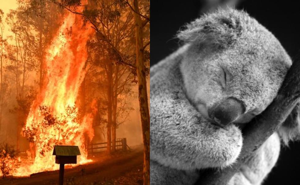 ¡Malas noticias! Incendios en Australia mataron a casi la mitad de los koalas