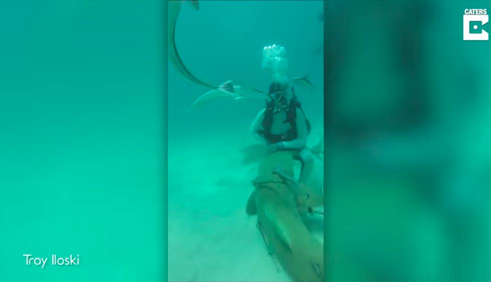 En las redes se ha viralizado un video de un buceador que está ayudando a un tiburón que tiene clavados varios anzuelos. (YouTube | Caters Clips)<br>