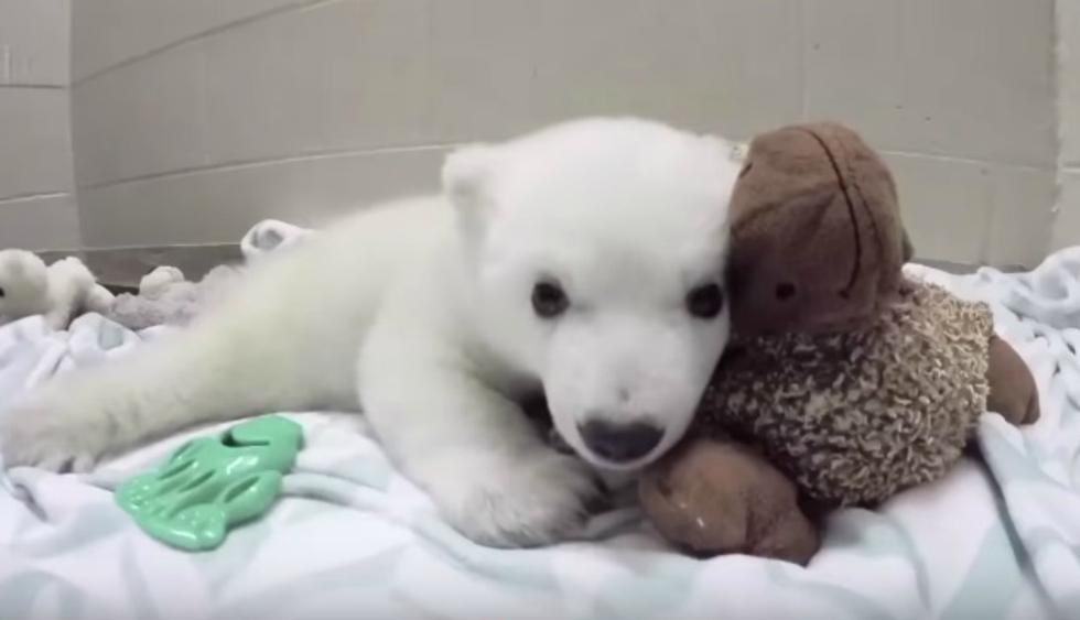 Se viralizó en Facebook la historia de Nora, un pequeño oso polar que fue abandonado por su madre. (Foto: Captura)
