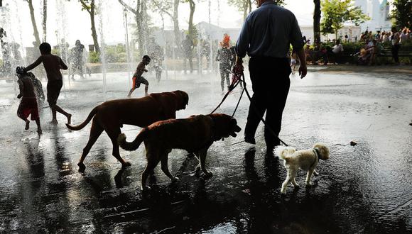 "Mucha gente no se puede ni imaginar lo increíble que es la vida de muchos perros en Nueva York", dice el escritor de City of Dogs. (Foto: AFP)