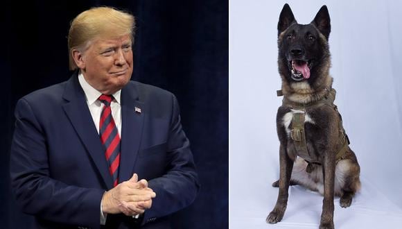 Donald Trump anuncia que recibirá al perro que participó en operación militar contra jefe del Estado Islámico, Al Baghdadi. (Foto: AFP)