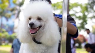 Pet Fest la feria más grande de mascotas llega a Lima en el Parque de la Exposición