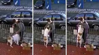 La historia con final feliz del perro al que un ladrón se acercó para acariciarlo y acabó robándole su abrigo