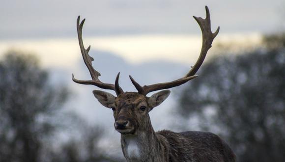 Un cazador de Oregon, Estados Unidos, murió a causa de las heridas ocasionadas por un ciervo que creyó había muerto. (Foto: Referencial / Pixabay)
