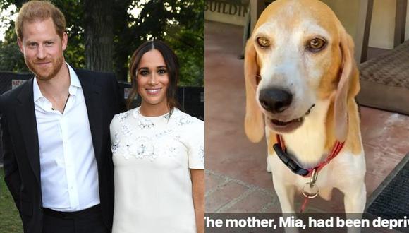 La perrita 'Mamma Mia'  pasó de vivir pruebas en animales a un hogar lleno de amor y lujos junto al príncipe Enrique y Meghan de Sussex. (Foto: Getty Images / @beaglefreedom Instagram)