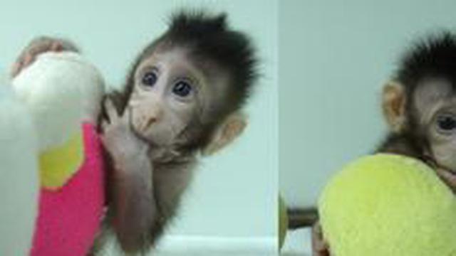 Primates clonados con método dela oveja Dolly: ¿Seguirán los seres humanos?