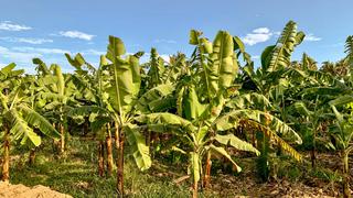Piura: innovador plan optimiza riego y potencia la producción de banano orgánico