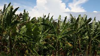 Minagri implementará a inicios de 2019 un padrón único de productores agrarios