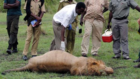 Repudio mundial por muerte de tres leones famosos en el parque Masai Mara. (BBC)