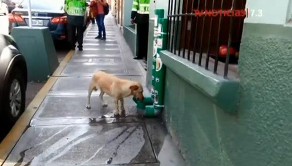 En Facebook se viralizó un video en el que se ve a una mascota alimentarse en el frontis de una comisaría de Tacna. (TV Perú)