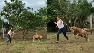 Mujer molestó a un carnero y se arrepintió de su decisión en el acto 