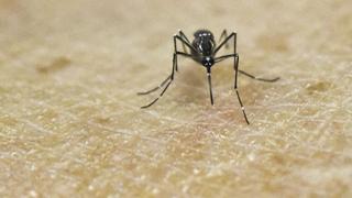 Estados Unidos confirmó relación directa entre zika y la microcefalia