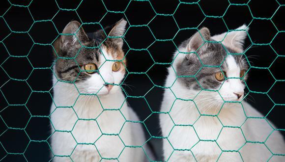 La fuente de la exposición de los gatos al virus “no se conoce en la actualidad, y las investigaciones están en curso”, indicó la OMS en un comunicado. (Foto: Pixabay)