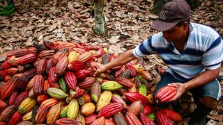 Exportaciones de cacao se verían afectadas por nueva regulación de la Unión Europea