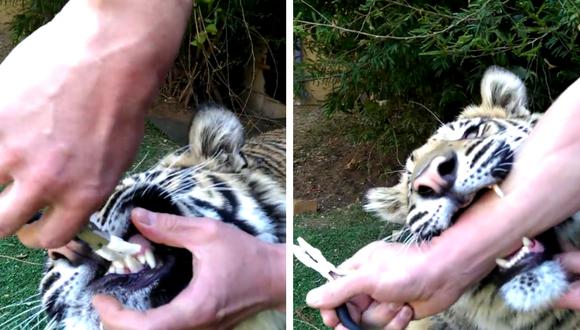 Un tigre al que le dolía un diente fue atendido en un dos por tres por el "dentista más valiente del mundo". (Foto: theCHIVE en Facebook)