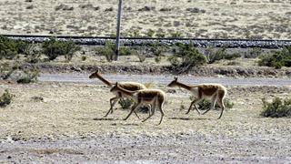 Ayacucho: Matan a más de 100 vicuñas en San Pedro