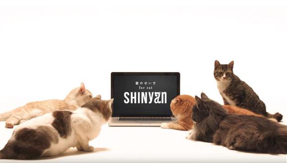 SHINyan: La banda de gatos creada por Universal Music como estrategia publicitaria (YouTube)