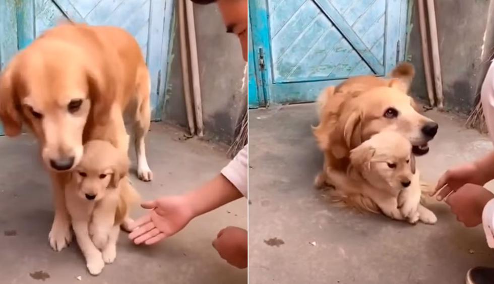 Un Golden Retriever fue viral en YouTube por querer proteger a su cachorro de la manera más tierna. (Foto: YouTube/captura)