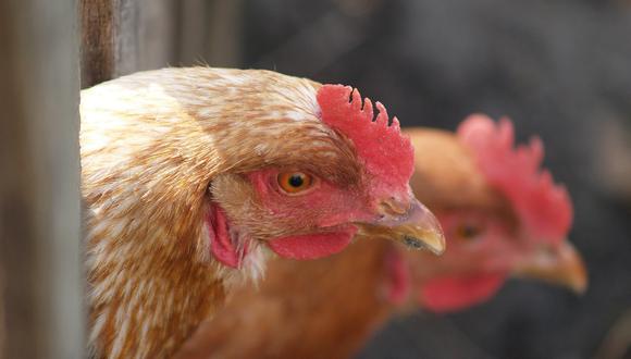 Las autoridades de Holanda sacrificaron a unos 190.000 gallinas y pollos. (Foto referencial: Pixabay)