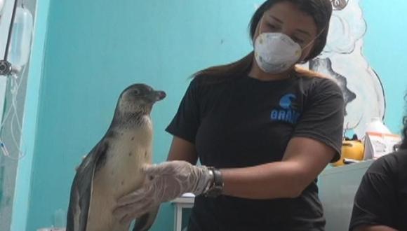 El Grupo de Rescate de Animales Marinos (GRAM) ha invocado a la población a colaborar con caballa, furel y anchoveta para alimentar a los pingüinos. (Foto: Captura de video)