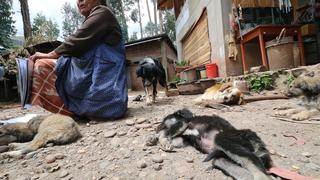Cusco: Anciana se pasó toda su vida alimentando a perros callejeros y ahora no tiene ni para ella ni para sus animales