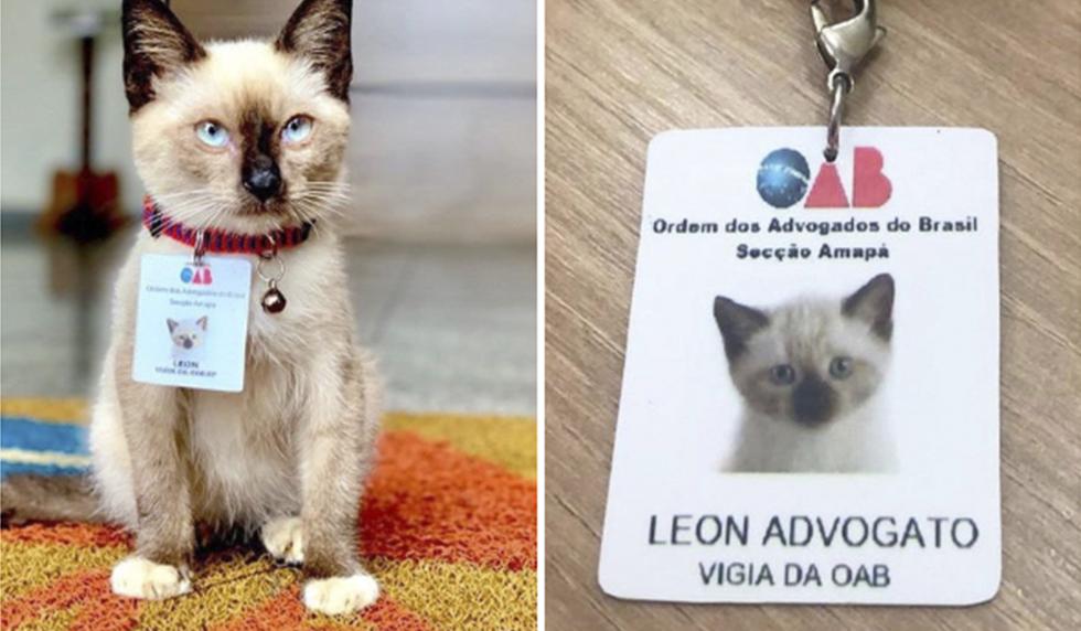 Se quejaban por un gatito callejero que se refugió en un estudio de abogados de Brasil, así que decidieron contratarlo. La historia es viral en Facebook. (dr_leon_advogato)