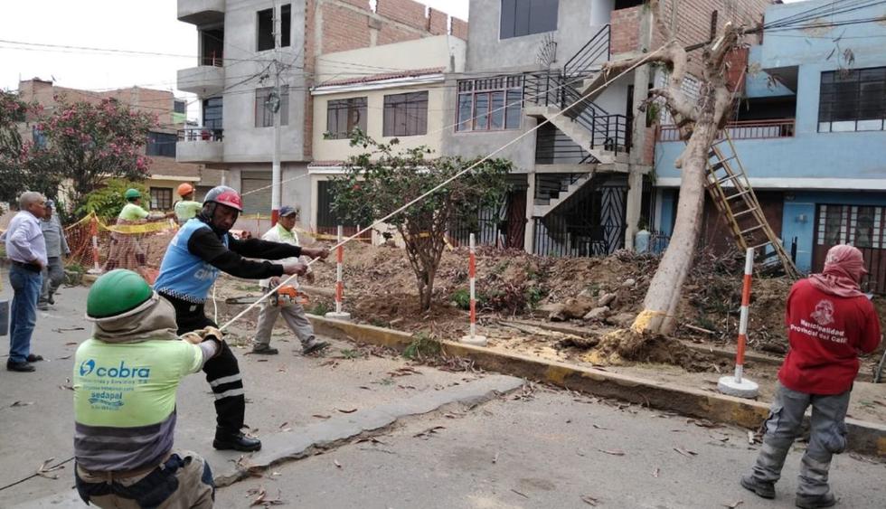 Personal del municipio del Callao procedió a talar el árbol, cuya caída solo dejó daños materiales. (Difusión)