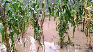 Intensas lluvias provocaron desborde del río Vilcanota e inunda campos de cultivo en Cusco