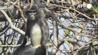 Descubren una nueva especie de primate en Birmania