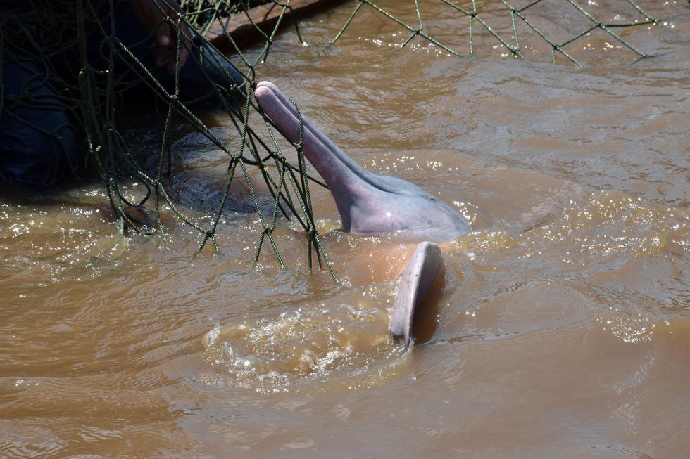 Actual hábitat de los delfines los pone en peligro debido a hidroeléctricas, la deforestación y la bioacumulación de mercurio producto de la minería ilegal de oro.