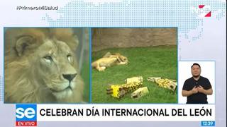 Parque de las Leyendas agasaja a “Sultán” por el Día Internacional del León 