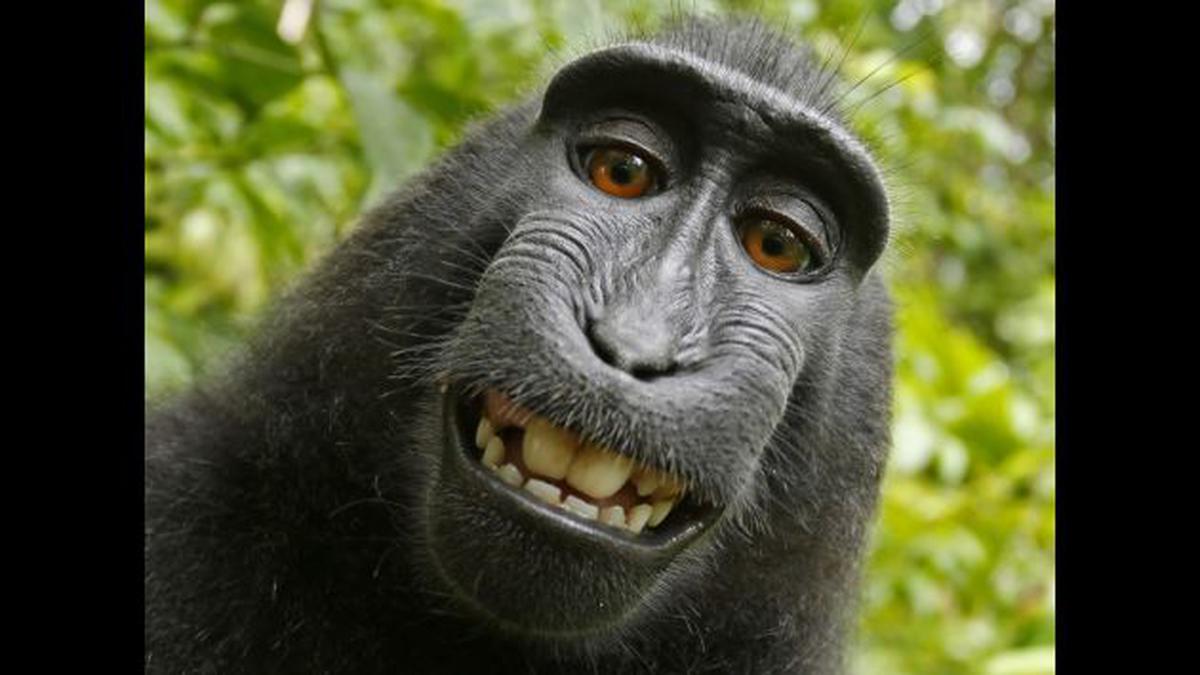 Mono verde: Últimas noticias, fotos, videos, artículos de opinión de Mono  verde
