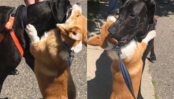 El pequeño perro no deja de ser el centro de atención en redes sociales a raíz de su costumbre de abrazar a otros canes. (Foto: iamwallacethecorgi / Instagram)