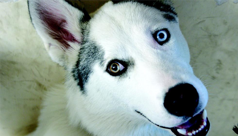 El encuentro entre una perra ciega con su dueño se vuelve viral en las redes