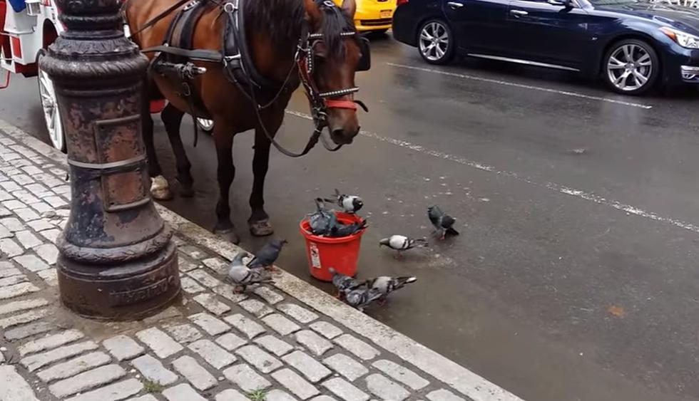 Un caballo y un grupo de palomas protagonizaron una particular escena. (YouTube: ViralHog)