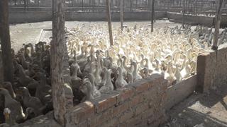 Regala a sus patos en Huaral porque no tiene cómo alimentarlos: “Prefiero que la gente coma antes que las aves mueran”