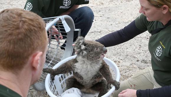 Un grupo de voluntarios rescata a un koala en la isla Canguro, en Australia. (Foto: AFP)