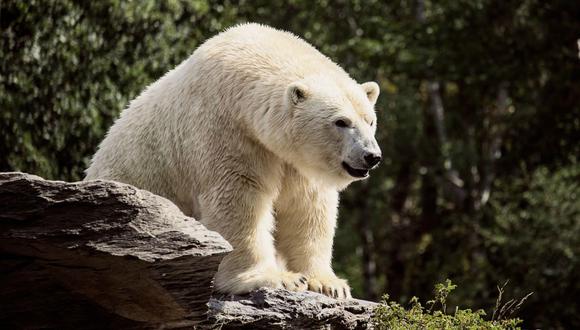 Un oso polar casi ataca a un equipo de periodistas que grababa un documental en la tundra rusa. (Foto: Referencial/Pixabay)