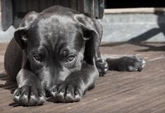 Agencia de alquiler de autos adoptó a perros callejeros, los “contrató” y ahora se ganan la vida como ‘vigilantes’