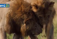 A lo Mufasa con Simba: León salva a su amigo de ser asesinado por hienas [VIDEO]