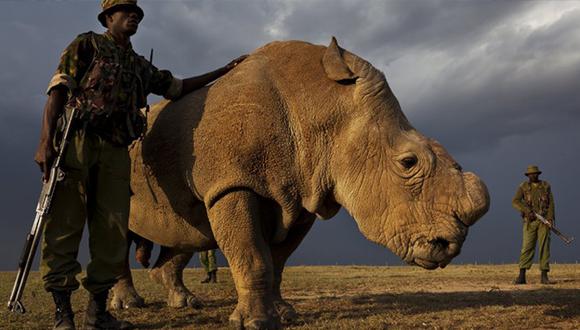 El último rinoceronte blanco busca pareja por Tinder. (Getty Image)