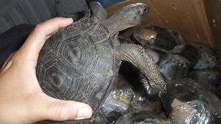 Detienen a dos sujetos que transportaban 29 tortugas en peligro de extinción