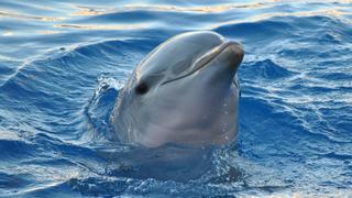 Delfín copia a hombre que hace volteretas fuera de su hábitat en acuario