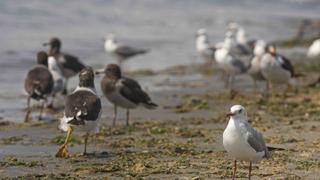Reserva Nacional Paracas: monitoreo de Camisea registró más de 14.5 millones de aves de 148 especies