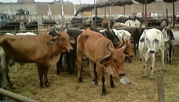 No se podrá importar productos bovinos y de rumiantes de Colombia (USI)